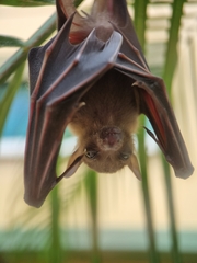 Cynopterus brachyotis