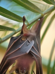 Cynopterus brachyotis