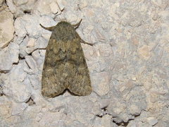 Dasypolia templi