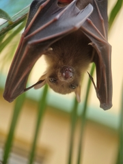 Cynopterus brachyotis