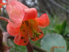 Cotyledon orbiculata