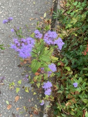 Conoclinium coelestinum