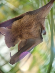 Cynopterus brachyotis