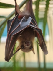 Cynopterus brachyotis