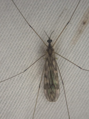Tipulomorpha