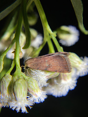 Micrathetis triplex