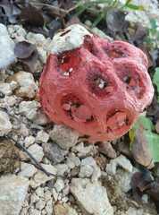 Clathrus crispus