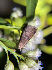 Micrathetis triplex