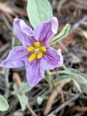 Solanum esuriale