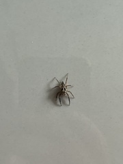 Plexippus
