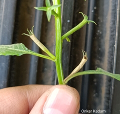 Ludwigia hyssopifolia