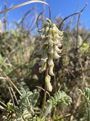 Astragalus nuttallii