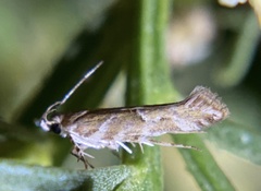 Aristotelia fungivorella