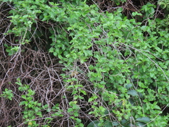 Muehlenbeckia australis