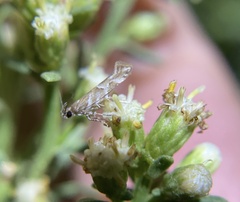 Aristotelia fungivorella