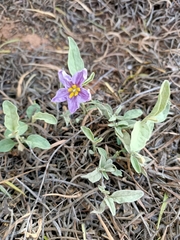 Solanum esuriale