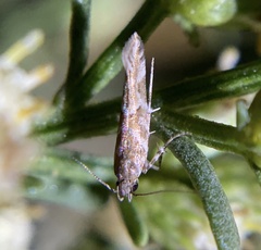 Aristotelia fungivorella