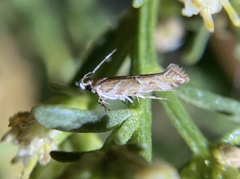 Aristotelia fungivorella