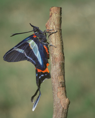 Rhetus arcius