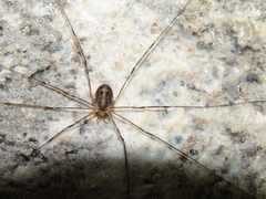 Amilenus aurantiacus