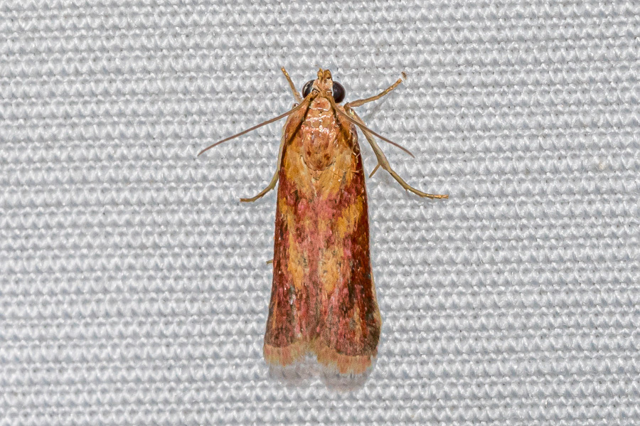 Epicrocis oegnusalis