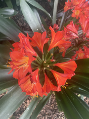 Clivia