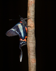 Rhetus arcius
