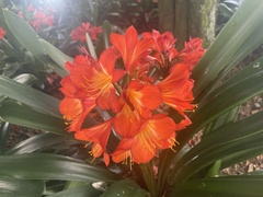 Clivia