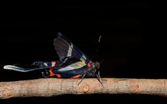 Rhetus arcius