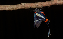 Rhetus arcius
