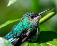 Thalurania glaucopis