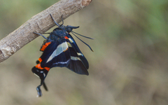 Rhetus arcius