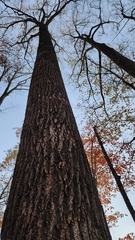 Liriodendron tulipifera