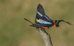 Rhetus arcius