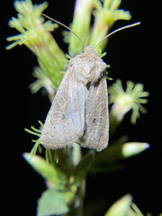 Protorthodes melanopis