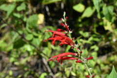 Salvia cinnabarina