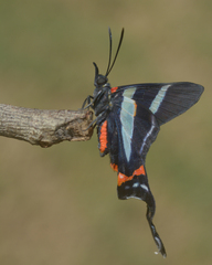 Rhetus arcius