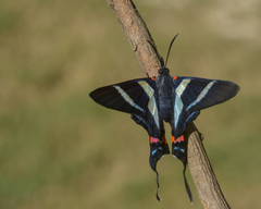 Rhetus arcius
