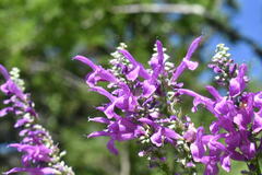 Salvia purpurea