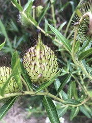 Gomphocarpus fruticosus fruticosus