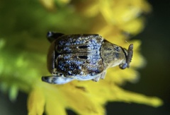 Penthobruchus germaini