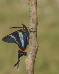 Rhetus arcius