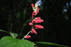 Salvia tubifera