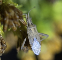 Harmostes angustatus