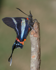 Rhetus arcius