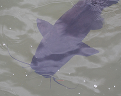 Steindachneridion melanodermatum