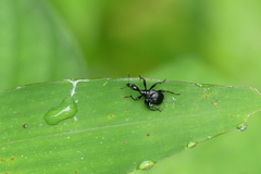 Apoderina