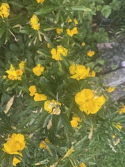 Hemerocallidoideae