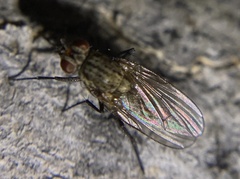 Leucophora