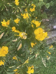 Hemerocallidoideae